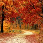 L’automne, saison du retour à soi