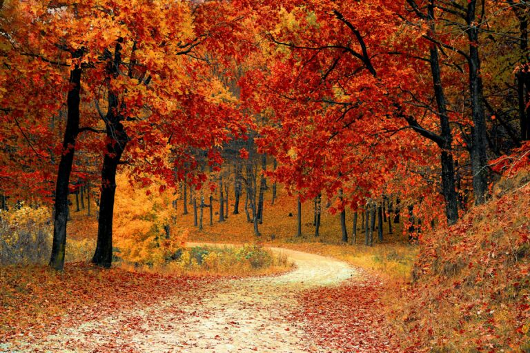 L’automne, saison du retour à soi